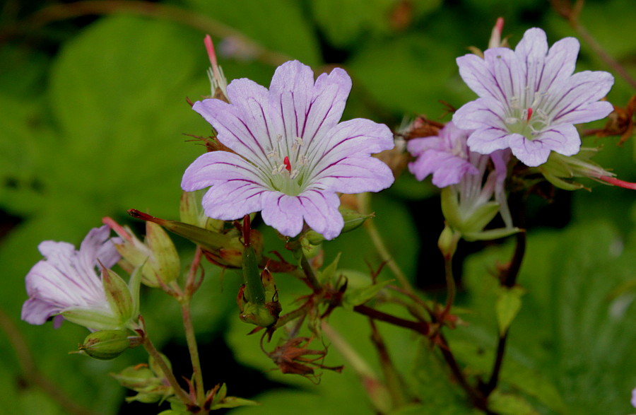 Изображение особи Geranium nodosum.