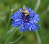 Centaurea cyanus. Соцветие с кормящимся шмелем. Московская обл., Раменский р-н, окр. дер. Хрипань, садовый участок. 03.08.2014.