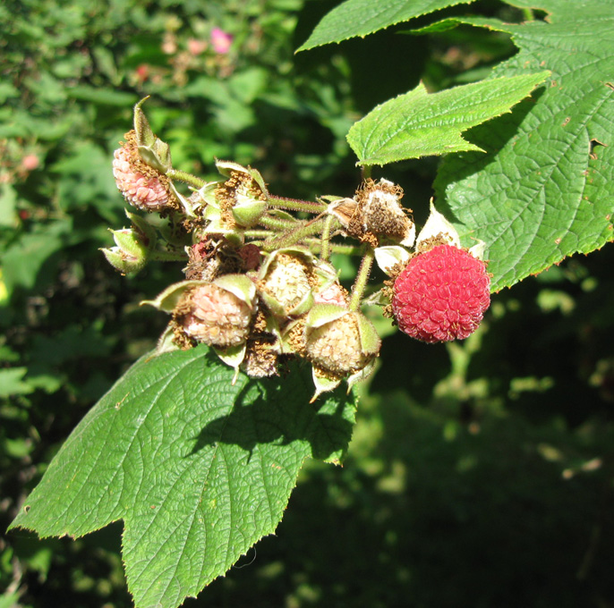 Image of Rubus odoratus specimen.