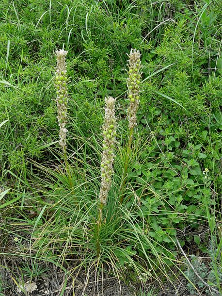 Image of Asphodeline taurica specimen.