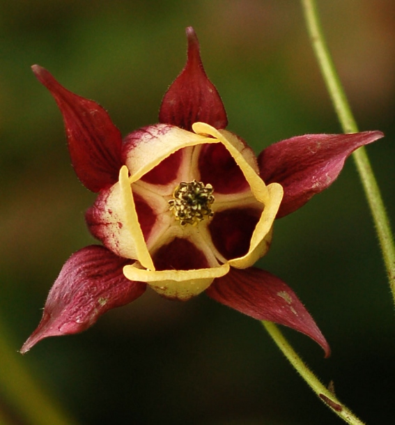 Image of Aquilegia oxysepala specimen.