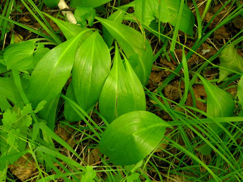 Image of Allium ochotense specimen.