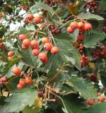 View full-size image Sorbus intermedia