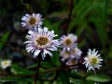 Erigeron politus. Отдельное соцветие. Красноярский кр., Ермаковский р-н, парк \"Ергаки\", окр. Ойского озера, обочина дороги. 08.08.2009.