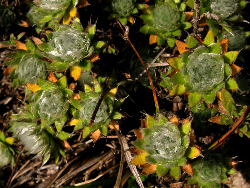 Image of Androsace incana specimen.