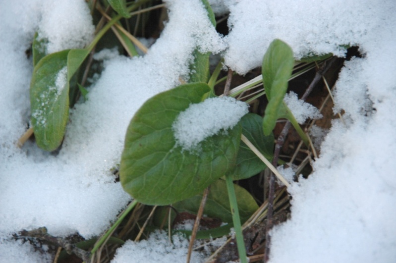 Изображение особи Pyrola norvegica.