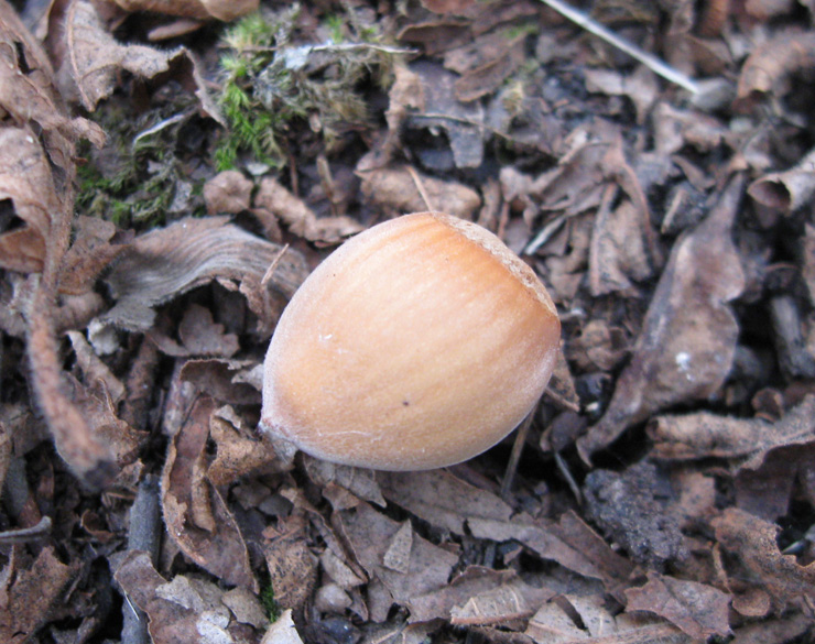 Изображение особи Corylus avellana.