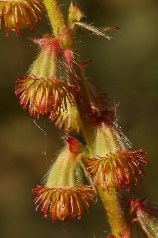 Image of Agrimonia eupatoria specimen.