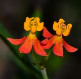 Image of taxon representative. Author is Татьяна Мальчинская