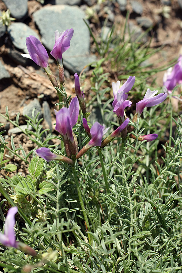 Image of Astragalus pachyrrhizus specimen.