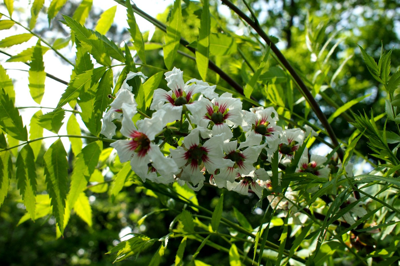 Image of Xanthoceras sorbifolium specimen.