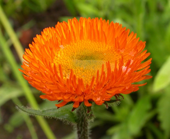 Image of Erigeron aurantiacus specimen.