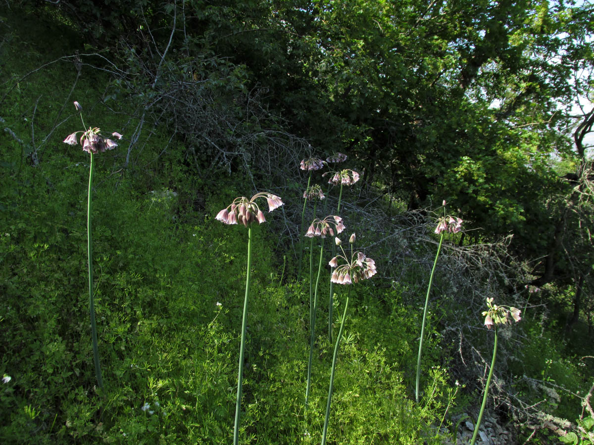 Image of Nectaroscordum bulgaricum specimen.