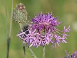 Centaurea scabiosa. Соцветия. Иркутская обл., Иркутский р-н, окр. с. Смоленщина. 24.07.2014.