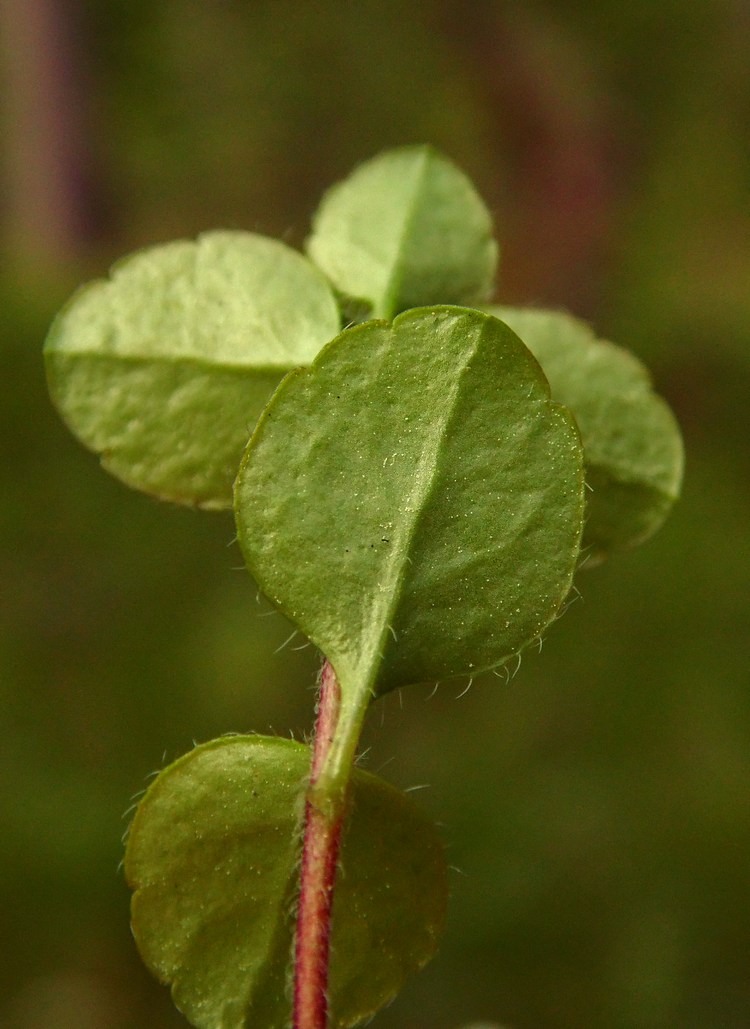 Image of Linnaea borealis specimen.