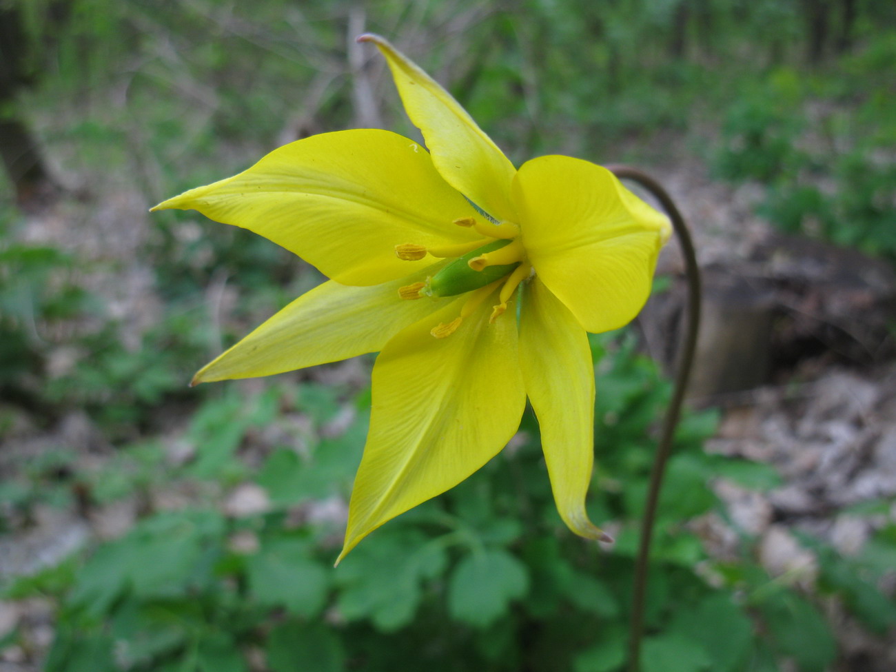 Изображение особи Tulipa biebersteiniana.