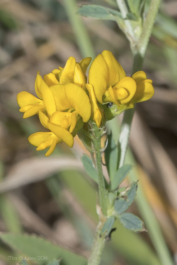 Изображение особи Medicago falcata.