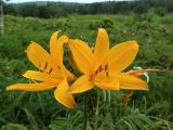 Hemerocallis middendorffii