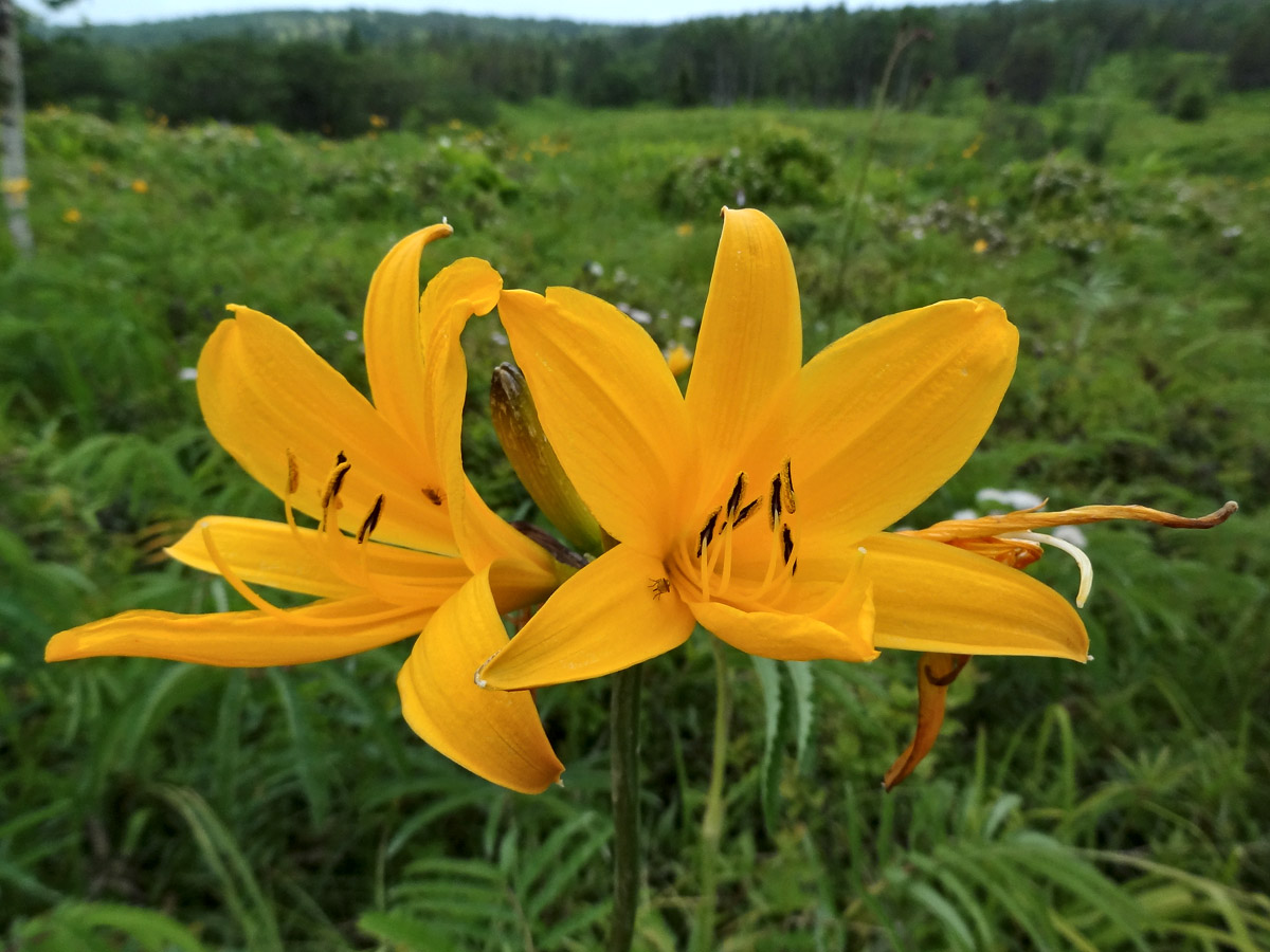 Изображение особи Hemerocallis middendorffii.