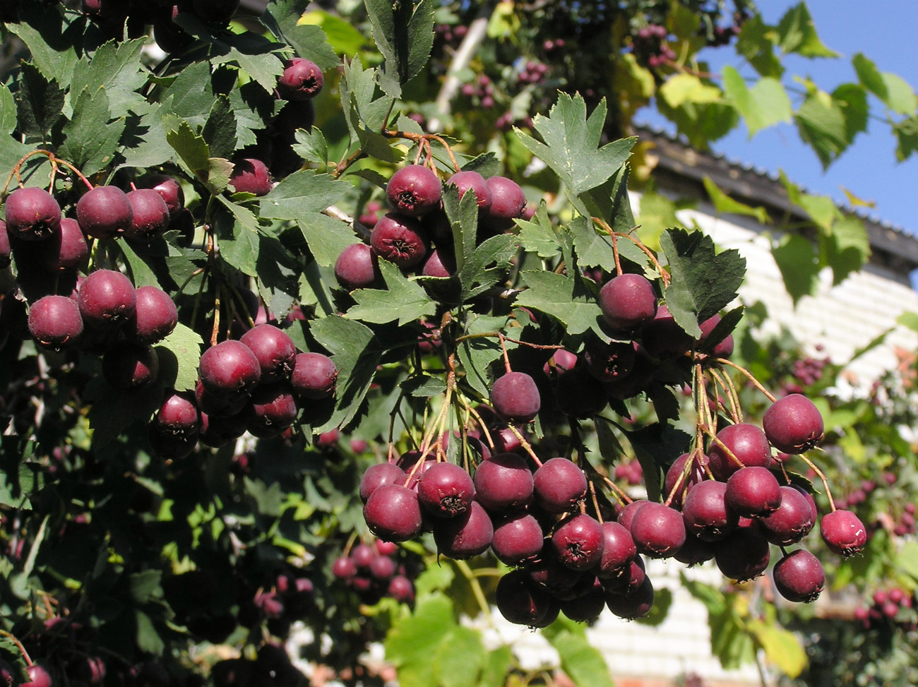 Image of Crataegus volgensis specimen.