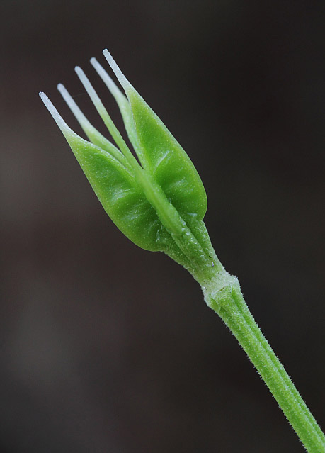 Image of Eranthis tanhoensis specimen.