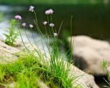 Allium schoenoprasum. Цветущее растение. Пермский край, Чусовской р-н, долина реки Чусовая, камень Красный. 17.07.2014.