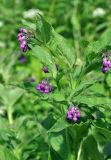 Symphytum officinale. Верхушка цветущего растения. Санкт-Петербург, Петергоф, у дороги. 02.07.2014.