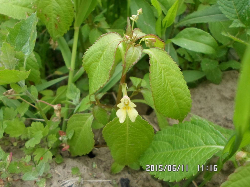 Изображение особи Impatiens parviflora.