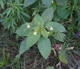 Impatiens parviflora