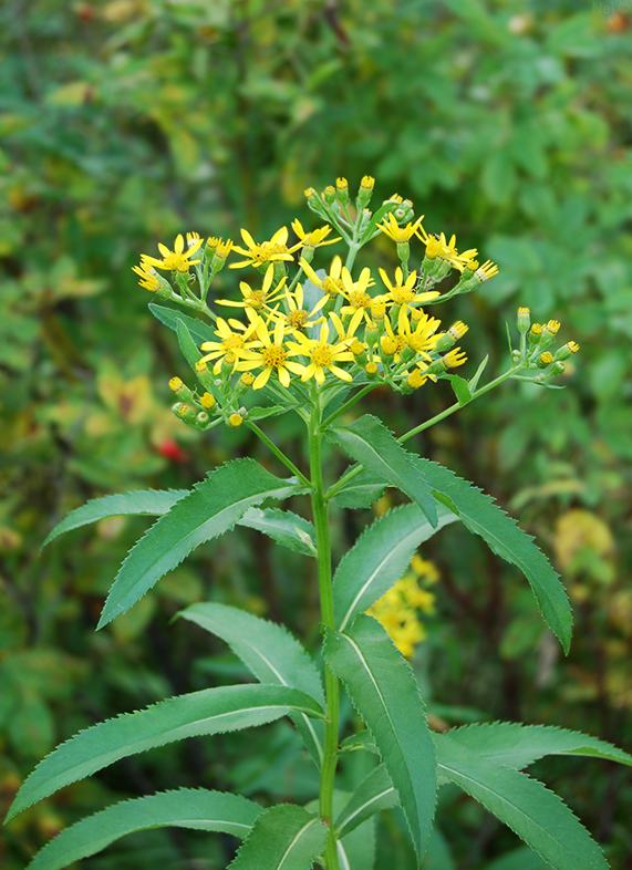 Image of Senecio sarracenicus specimen.