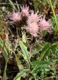 Saussurea amara. Верхушка отцветающего растения. Якутия (Саха), южные окр. г. Якутск, луг. 16.08.2012.