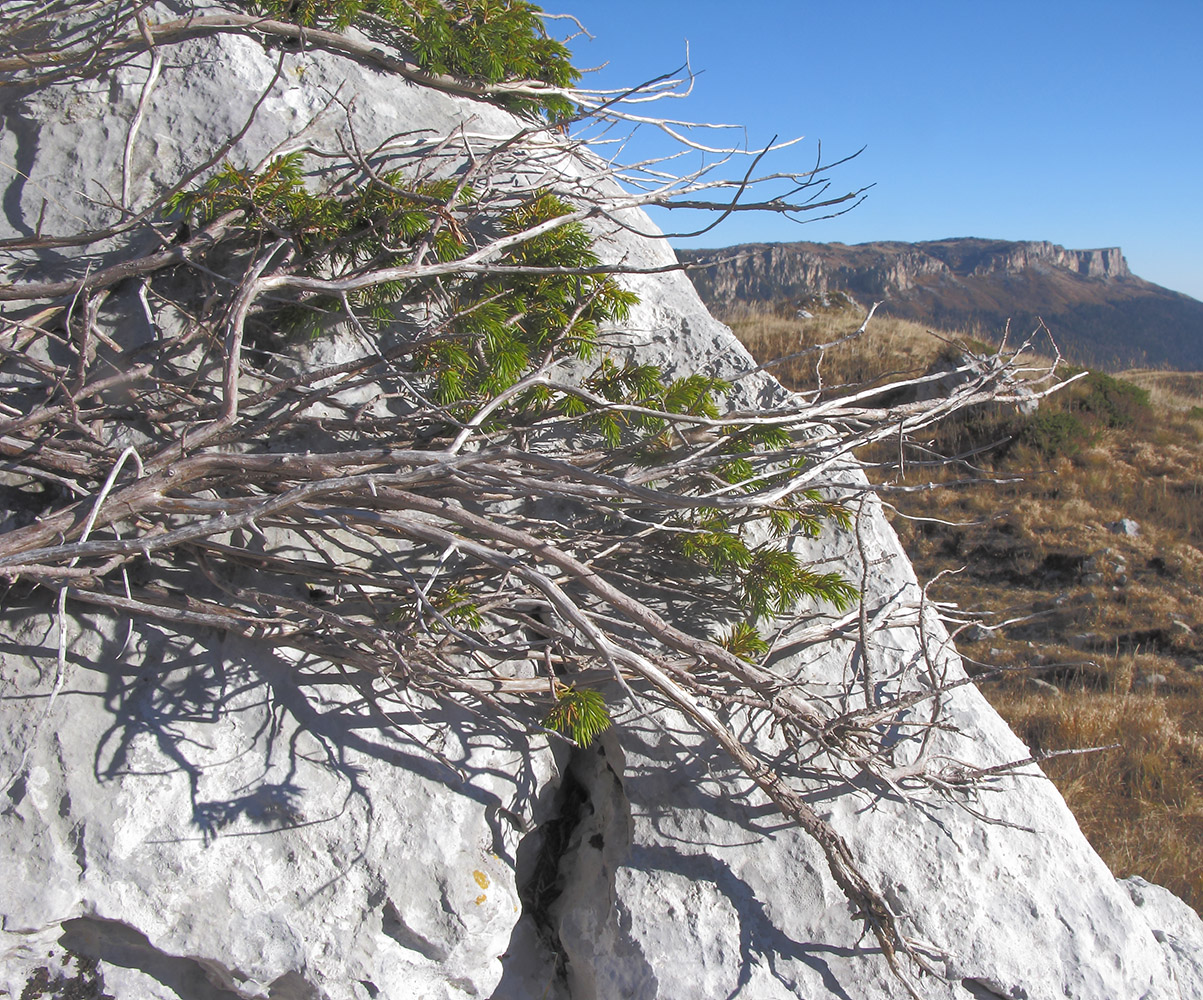 Изображение особи Juniperus hemisphaerica.