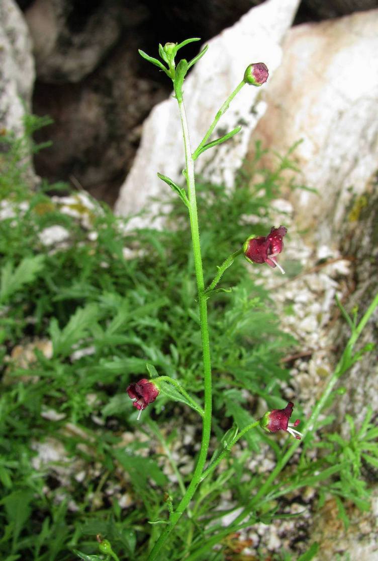 Image of Scrophularia multicaulis specimen.