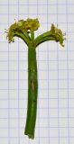 Euphorbia schimperi