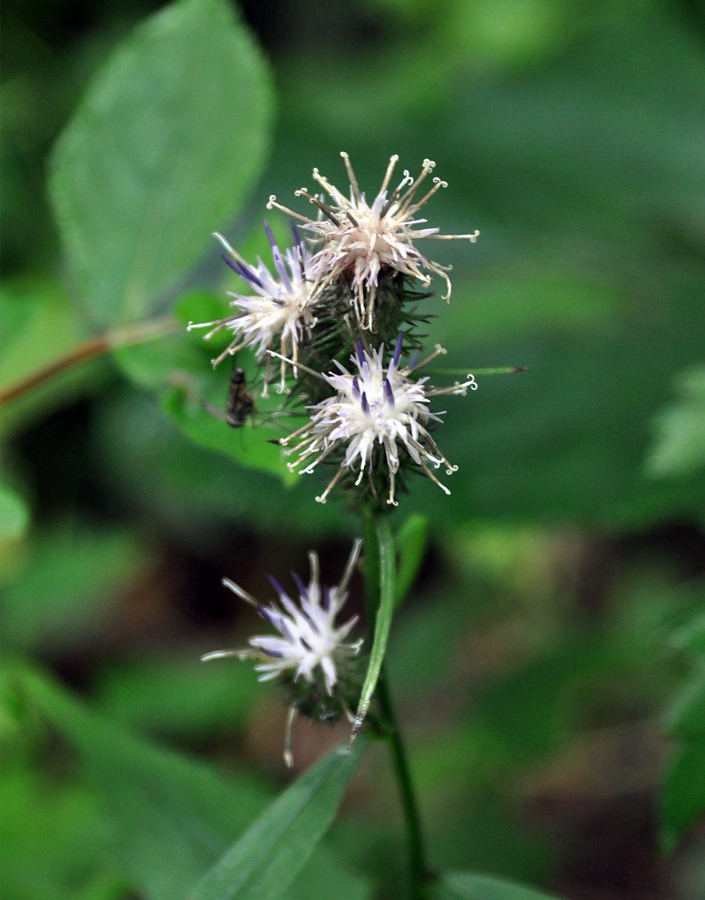 Изображение особи Saussurea subtriangulata.