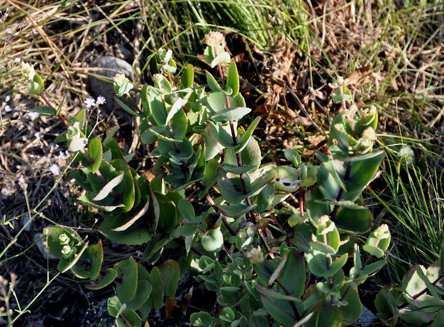 Image of Hylotelephium ussuriense specimen.