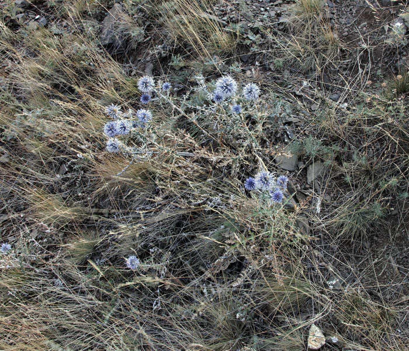 Image of genus Echinops specimen.