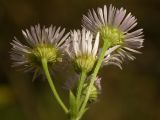 Erigeron annuus subspecies lilacinus. Верхушка растения с соцветиями. Башкирия, Ишимбайский р-н, окр. с. Ишеево. 27.09.2009.