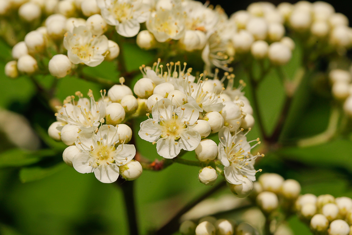 Image of Sorbus aucuparia specimen.