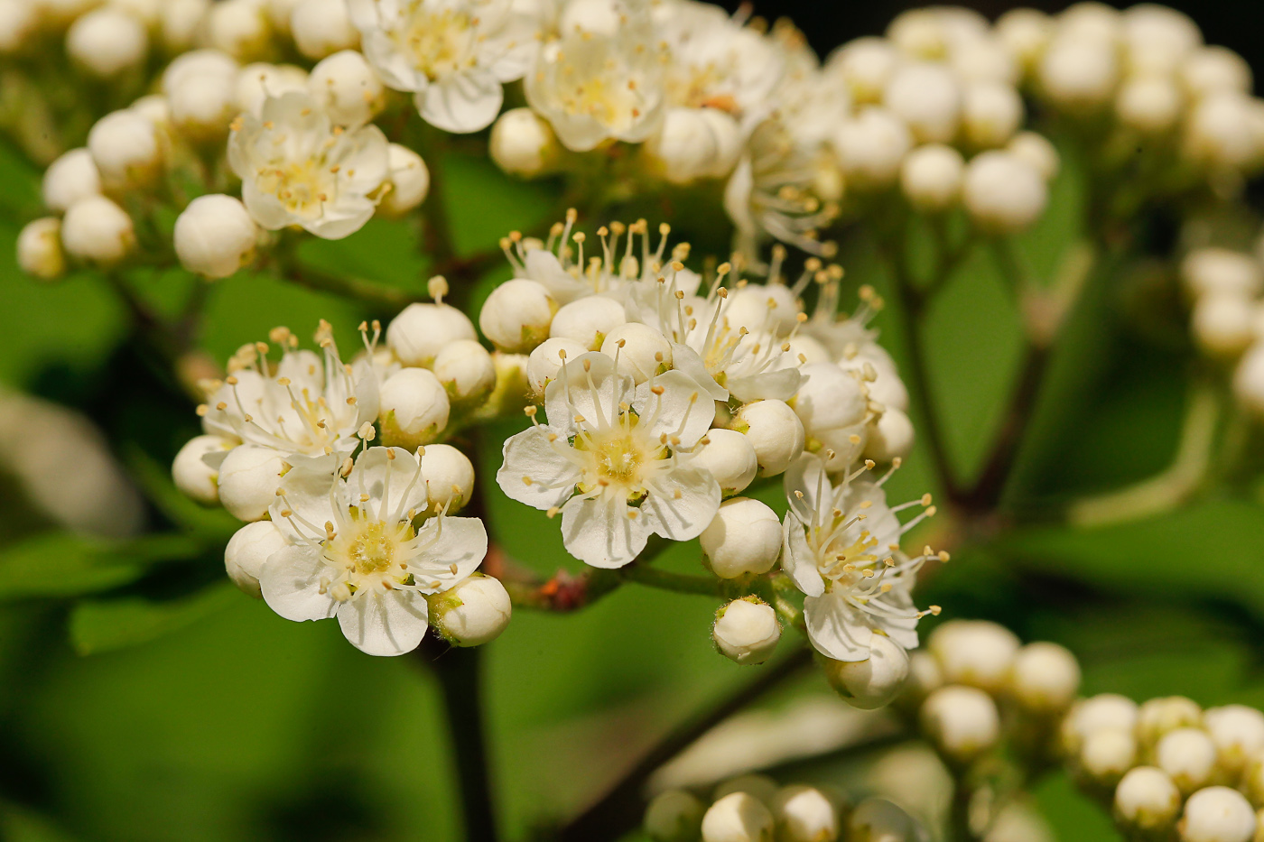 Изображение особи Sorbus aucuparia.