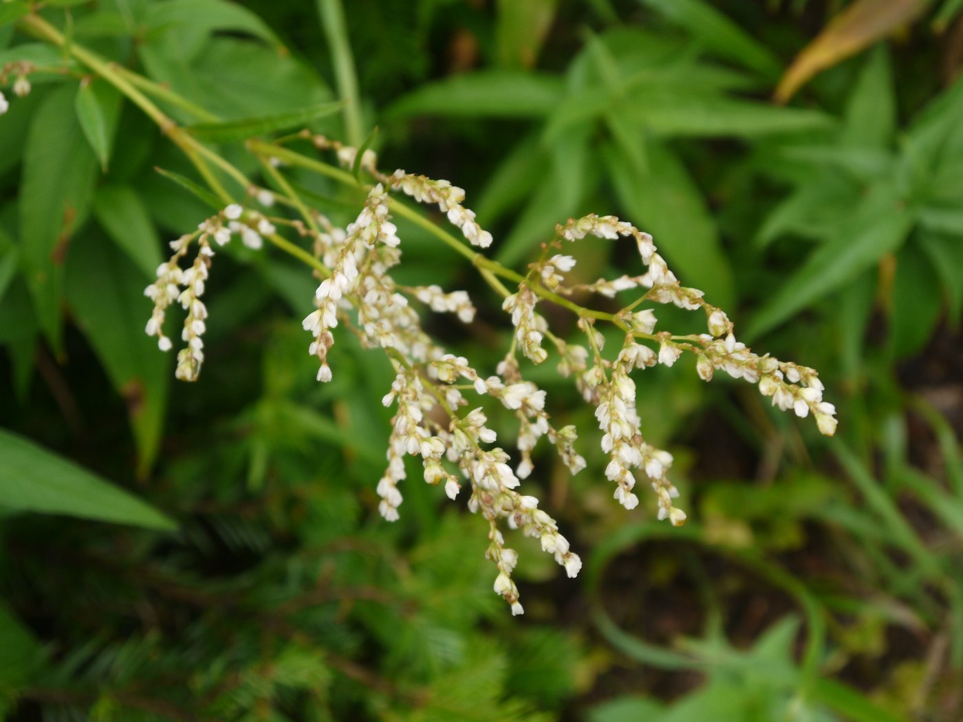 Image of Aconogonon alpinum specimen.