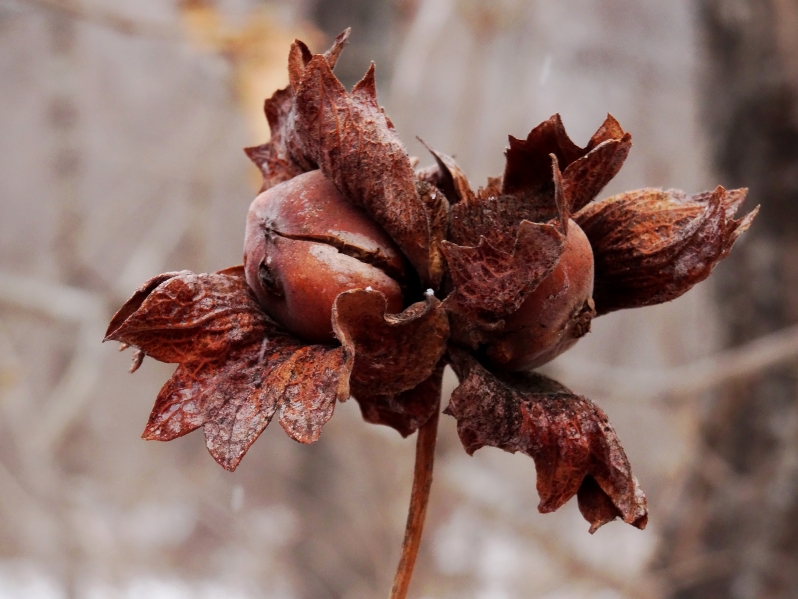 Изображение особи Corylus heterophylla.