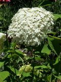 Hydrangea macrophylla. Соцветие. Узбекистан, г. Ташкент, пос. Улугбек, в культуре. 05.06.2016.