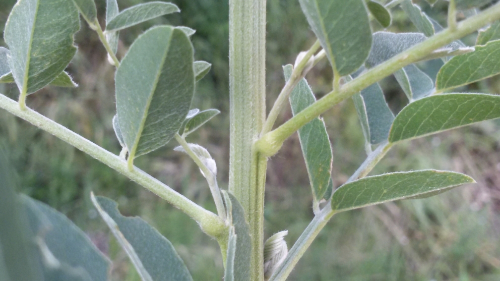 Image of Pseudosophora alopecuroides specimen.