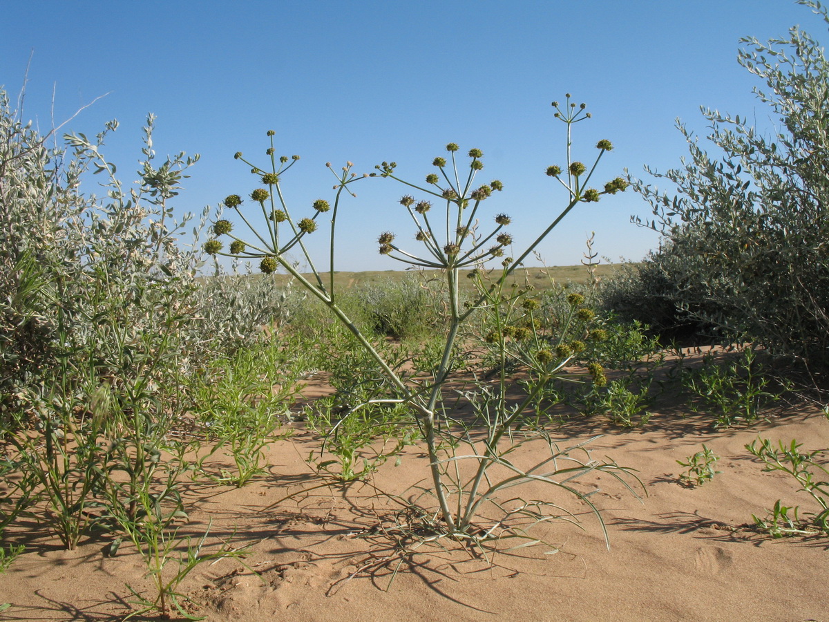 Image of Ferula karelinii specimen.