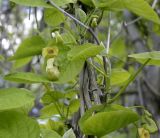 род Aristolochia