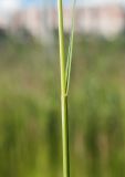 Calamagrostis neglecta