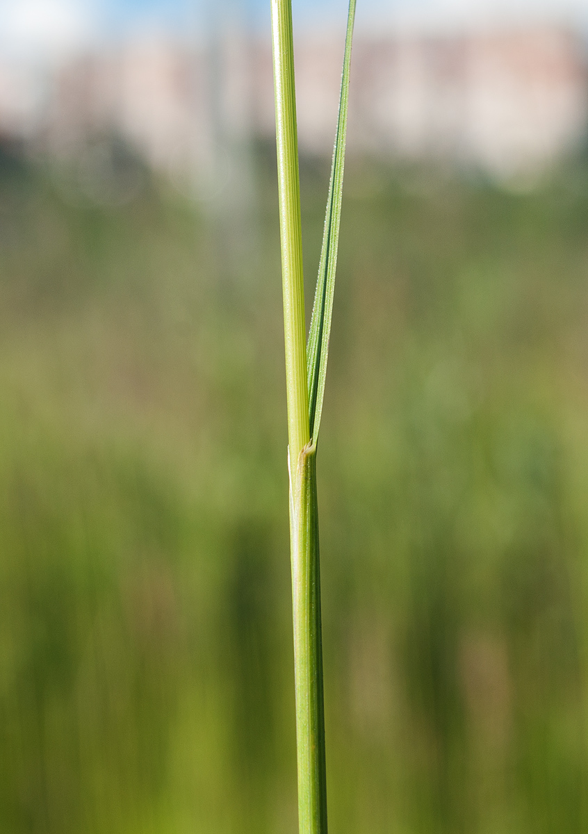 Изображение особи Calamagrostis neglecta.