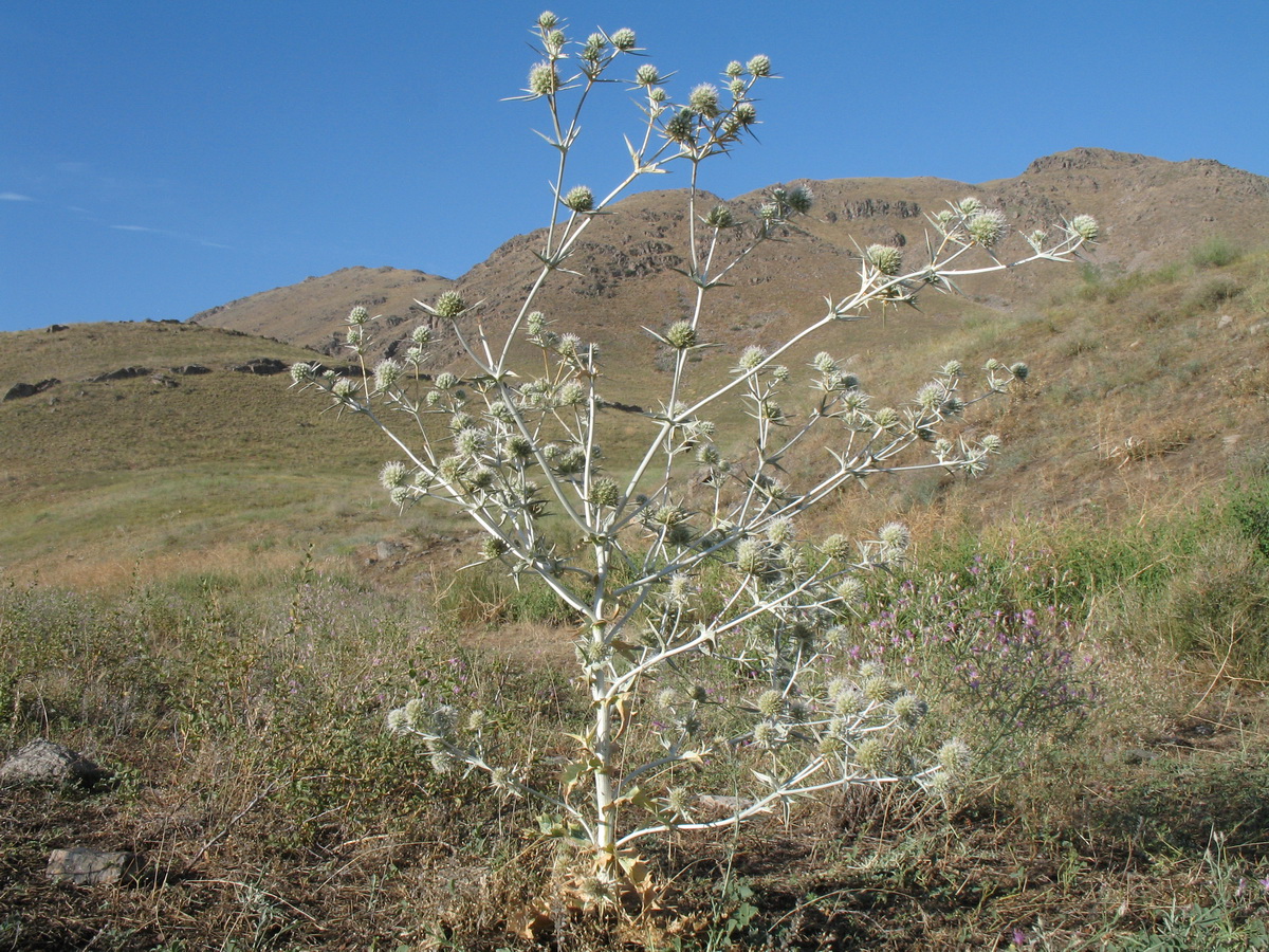 Image of Eryngium macrocalyx specimen.