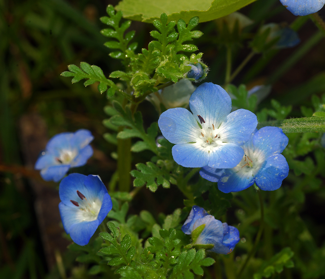 Image of Nemophila menziesii specimen.